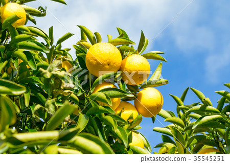 A type of tangerine, a citrus fruit *I do not know the type well, please use as an image 35545251