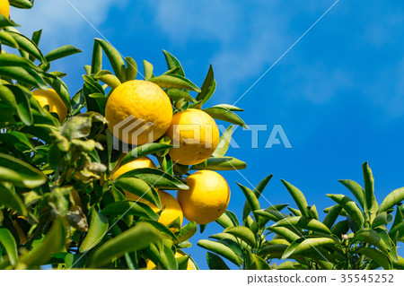 A type of tangerine, a citrus fruit *I do not know the type well, please use as an image 35545252
