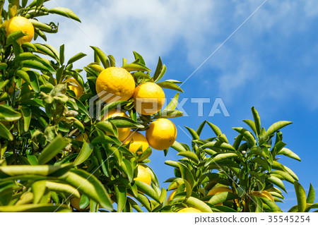 A type of tangerine, a citrus fruit *I do not know the type well, please use as an image 35545254