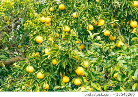 A type of tangerine, a citrus fruit *I do not know the type well, please use as an image A type of tangerine, a citrus fruit *I do not know the type well, please use as an image 35545260