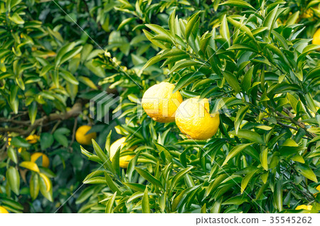 A type of tangerine, a citrus fruit *I do not know the type well, please use as an image 35545262