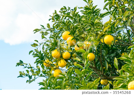 A type of tangerine, a citrus fruit *I do not know the type well, please use as an image 35545268