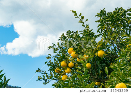 A type of tangerine, a citrus fruit *I do not know the type well, please use as an image 35545269