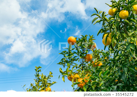A type of tangerine, a citrus fruit *I do not know the type well, please use as an image A type of tangerine, a citrus fruit *I do not know the type well, please use as an image 35545272