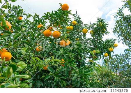A type of tangerine, a citrus fruit *I do not know the type well, please use as an image A type of tangerine, a citrus fruit *I do not know the type well, please use as an image 35545276