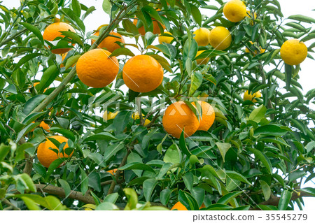 A type of tangerine, a citrus fruit *I do not know the type well, please use as an image 35545279