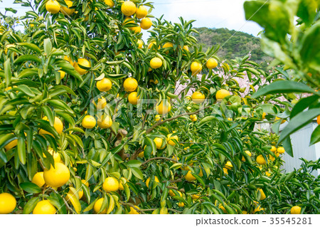A type of tangerine, a citrus fruit *I do not know the type well, please use as an image 35545281