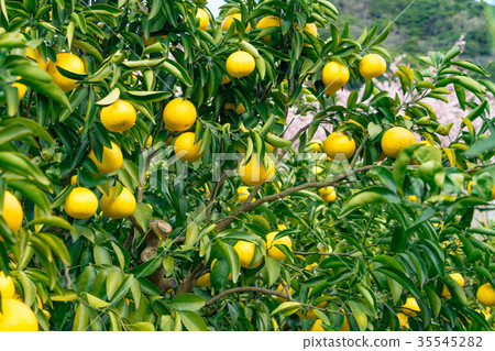 A type of tangerine, a citrus fruit *I do not know the type well, please use as an image 35545282