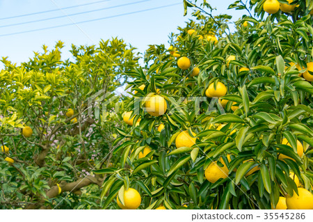 A type of tangerine, a citrus fruit *I do not know the type well, please use as an image 35545286