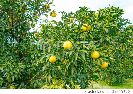 A type of tangerine, a citrus fruit *I do not know the type well, please use as an image 35545290