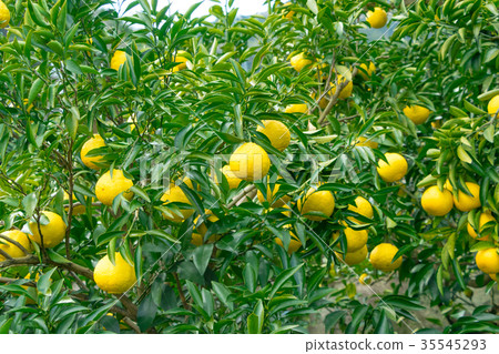 A type of tangerine, a citrus fruit *I do not know the type well, please use as an image 35545293