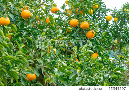 A type of tangerine, a citrus fruit *I do not know the type well, please use as an image 35545297