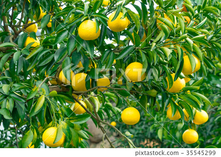 A type of tangerine, a citrus fruit *I do not know the type well, please use as an image 35545299