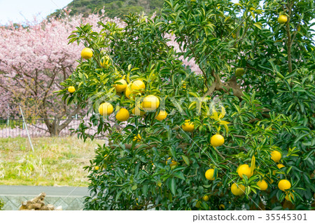 A type of tangerine, a citrus fruit *I do not know the type well, please use as an image A type of tangerine, a citrus fruit *I do not know the type well, please use as an image 35545301