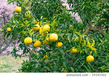 A type of tangerine, a citrus fruit *I do not know the type well, please use as an image 35545302