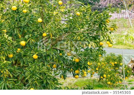 A type of tangerine, a citrus fruit *I do not know the type well, please use as an image 35545303