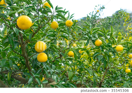 A type of tangerine, a citrus fruit *I do not know the type well, please use as an image 35545306