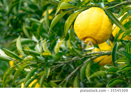 A type of tangerine, a citrus fruit *I do not know the type well, please use as an image A type of tangerine, a citrus fruit *I do not know the type well, please use as an image 35545309