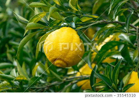 A type of tangerine, a citrus fruit *I do not know the type well, please use as an image 35545310