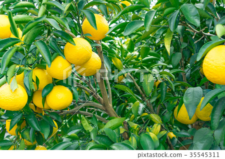 A type of tangerine, a citrus fruit *I do not know the type well, please use as an image 35545311