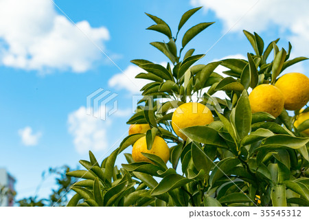 A type of tangerine, a citrus fruit *I do not know the type well, please use as an image A type of tangerine, a citrus fruit *I do not know the type well, please use as an image 35545312