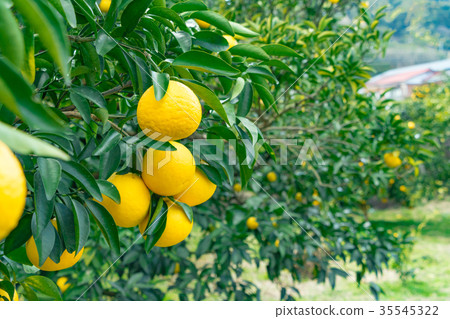 A type of tangerine, a citrus fruit *I do not know the type well, please use as an image A type of tangerine, a citrus fruit *I do not know the type well, please use as an image 35545322