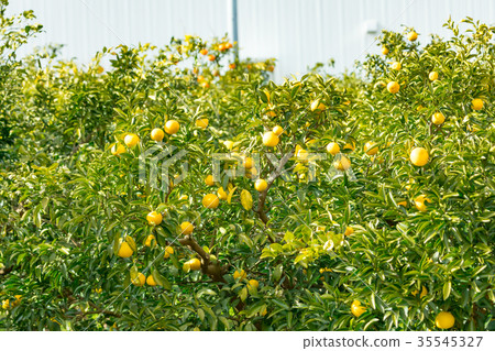 A type of tangerine, a citrus fruit *I do not know the type well, please use as an image A type of tangerine, a citrus fruit *I do not know the type well, please use as an image 35545327