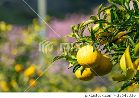 A type of tangerine, a citrus fruit *I do not know the type well, please use as an image A type of tangerine, a citrus fruit *I do not know the type well, please use as an image 35545330