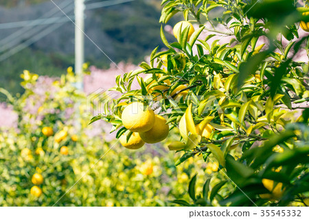 A type of tangerine, a citrus fruit *I do not know the type well, please use as an image A type of tangerine, a citrus fruit *I do not know the type well, please use as an image 35545332