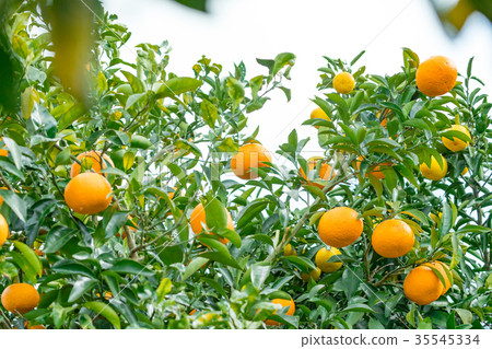 A type of tangerine, a citrus fruit *I do not know the type well, please use as an image 35545334
