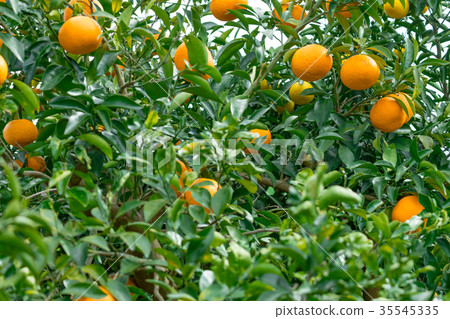 A type of tangerine, a citrus fruit *I do not know the type well, please use as an image A type of tangerine, a citrus fruit *I do not know the type well, please use as an image 35545335