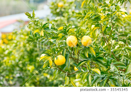 A type of tangerine, a citrus fruit *I do not know the type well, please use as an image A type of tangerine, a citrus fruit *I do not know the type well, please use as an image 35545345