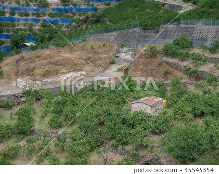 Mandarin orange field 35545354