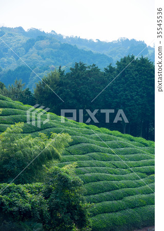 茶園 茶園 35545536