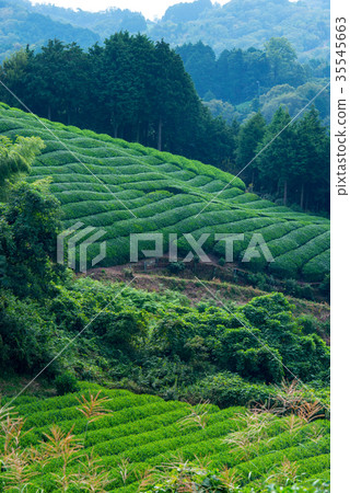 茶園 35545663