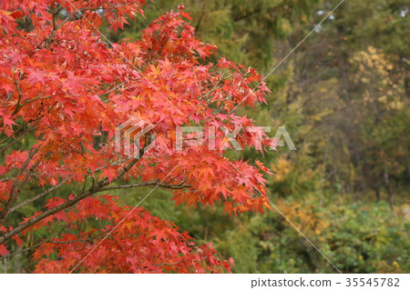 Autumn leaves 1 Autumn leaves 1 35545782