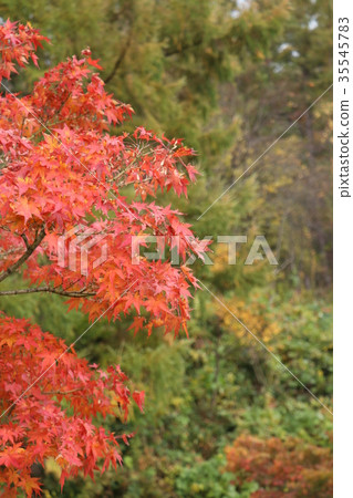 Autumn leaves 2 Autumn leaves 2 35545783