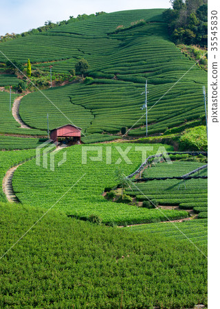 Tea plantation 35545830