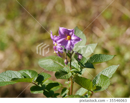 Potato flowers 35546063