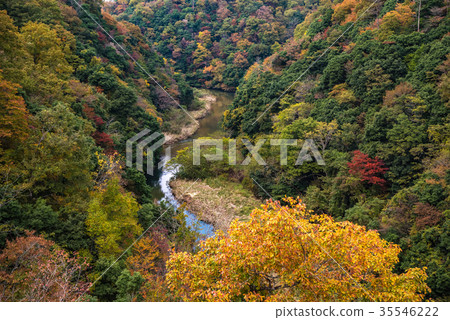 Demon's tongue tremors, autumn 2017 Autumn leaves View seen from the love suspension bridge Demon's tongue tremors, autumn 2017 Autumn leaves View seen from the love suspension bridge 35546222
