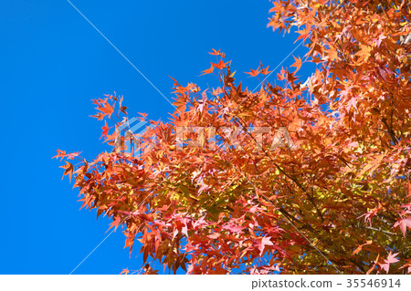 Autumn leaves of maple 35546914