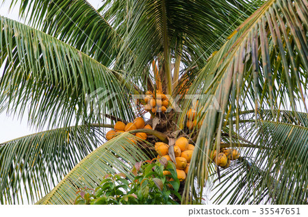 Coconut tree Coconut tree 35547651
