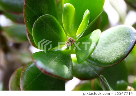 The flower is going to bloom in Kanononaruki 35547714