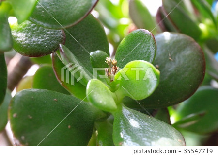 這朵花將在Kanononaruki開花 這朵花將在Kanononaruki開花 35547719