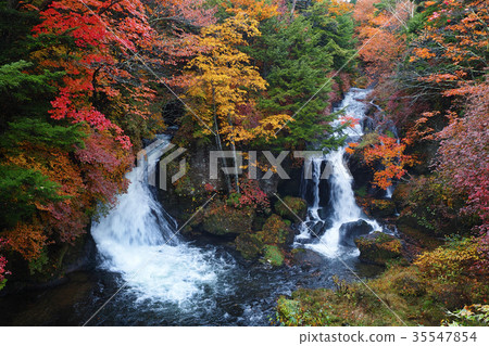 [Autumn leaves look] Ryuto no taki Ryuto no taki (Ryuto no taki Ryuto no taki) of autumn leaves (Ryuto no tea house, observation tower) 35547854