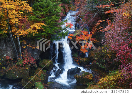 [Autumn leaves look] Ryuto no taki Ryuto no taki (Ryuto no taki Ryuto no taki) of autumn leaves (Ryuto no tea house, observation tower) 35547855