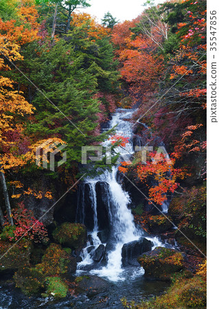 [秋葉看]秋葉的Ryuto no taki Ryuto no taki（Ryuto no taki Ryuto no taki）（Ryuto沒有茶館，觀察塔） 35547856