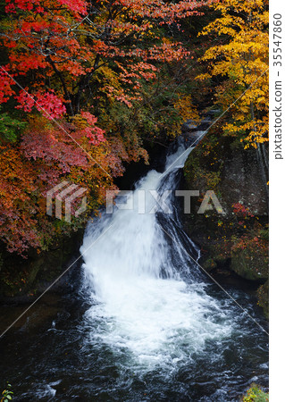 [Autumn leaves look] Ryuto no taki Ryuto no taki (Ryuto no taki Ryuto no taki) of autumn leaves (Ryuto no tea house, observation tower) 35547860