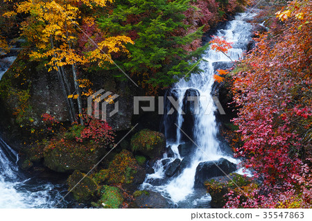 [Autumn leaves look] Ryuto no taki Ryuto no taki (Ryuto no taki Ryuto no taki) of autumn leaves (Ryuto no tea house, observation tower) 35547863