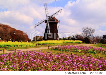 強姦開花在Tsurumi綠色空間（鶴見市，大阪市）風車小山 35548485